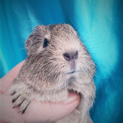 019-1020-Guinea-Pig-Dutch-Hollanda-Safkan-Ginepig-Erkek Sahiplendirildi 019-1020-Guinea-Pig-Dutch-Hollanda-Safkan-Ginepig-Erkek Sahiplendirildi