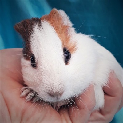 019-1026-Guinea-Pig-Dutch-Hollanda-Safkan-Ginepig-Erkek Sahiplendirildi Bursa 019-1026-Guinea-Pig-Dutch-Hollanda-Safkan-Ginepig-Erkek Sahiplendirildi Bursa