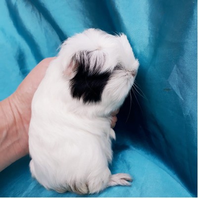 019-1033 Ginepig Coronet Guinea Pig Dişi Saiplendirildi istanbul 019-1033 Ginepig Coronet Guinea Pig Dişi Saiplendirildi istanbul