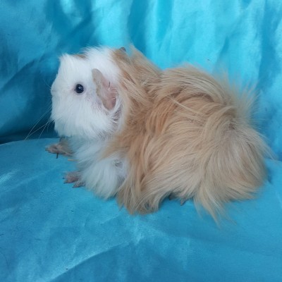 020-1010 Ginepig Peruvian Guinea Pig Erkek (Yetişkine Yakın) Sahiplendirildi Konya 020-1010 Ginepig Peruvian Guinea Pig Erkek (Yetişkine Yakın) Sahiplendirildi Konya