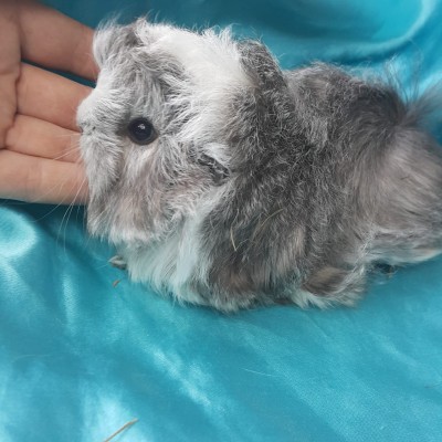 020-1027 Ginepig Peruvian Guinea Pig Erkek  Sahiplendirildi Alanya