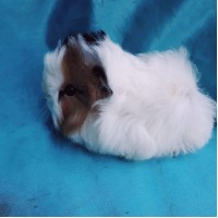 018-1109 Ginepig Peruvian Guinea Pig Erkek Safkan Sahiplendirildi