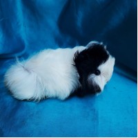 018-1109 Ginepig Peruvian Guinea Pig Erkek Safkan Sahiplendirildi