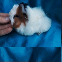 018-1109 Ginepig Peruvian Guinea Pig Erkek Safkan Sahiplendirildi