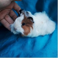 018-1109 Ginepig Peruvian Guinea Pig Erkek Safkan Sahiplendirildi