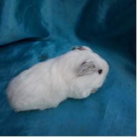 018-1112 Guinea Pig Sheltie Ginepig Dişi Sahiplendirildi