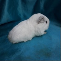 018-1112 Guinea Pig Sheltie Ginepig Dişi Sahiplendirildi