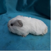 018-1112 Guinea Pig Sheltie Ginepig Dişi Sahiplendirildi