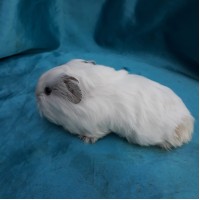 018-1112 Guinea Pig Sheltie Ginepig Dişi Sahiplendirildi