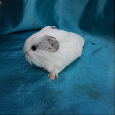 018-1112 Guinea Pig Sheltie Ginepig Dişi Sahiplendirildi