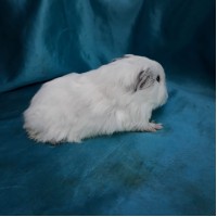 018-1112 Guinea Pig Sheltie Ginepig Dişi Sahiplendirildi