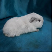 018-1112 Guinea Pig Sheltie Ginepig Dişi Sahiplendirildi