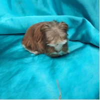018-1115 Ginepig Coronet Guinea Pig Erkek Sahiplendirildi
