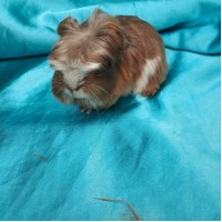 018-1115 Ginepig Coronet Guinea Pig Erkek Sahiplendirildi
