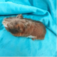 018-1115 Ginepig Coronet Guinea Pig Erkek Sahiplendirildi