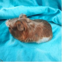 018-1115 Ginepig Coronet Guinea Pig Erkek Sahiplendirildi