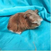 018-1115 Ginepig Coronet Guinea Pig Erkek Sahiplendirildi