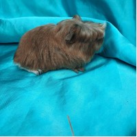 018-1115 Ginepig Coronet Guinea Pig Erkek Sahiplendirildi