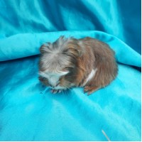 018-1115 Ginepig Coronet Guinea Pig Erkek Sahiplendirildi