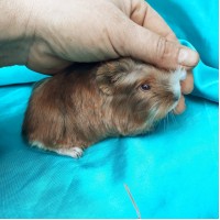 018-1115 Ginepig Coronet Guinea Pig Erkek Sahiplendirildi