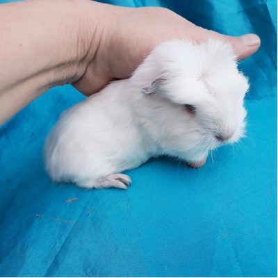 019-1124 Ginepig Coronet Guinea Pig Erkek Rezerve İstanbul 019-1124 Ginepig Coronet Guinea Pig Erkek Rezerve İstanbul