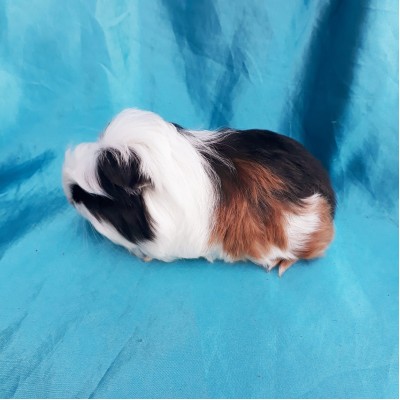 019-1125 Ginepig Coronet Guinea Pig Erkek Sahiplendirildi İstanbul 019-1125 Ginepig Coronet Guinea Pig Erkek Sahiplendirildi İstanbul