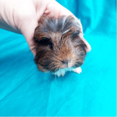 019-1133 Ginepig Coronet Guinea Pig Dişi Sahiplendirildi 019-1133 Ginepig Coronet Guinea Pig Dişi Sahiplendirildi