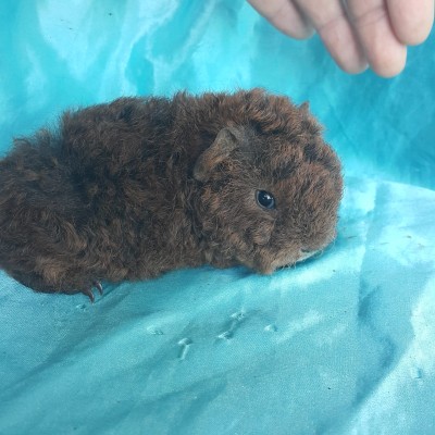 020-1134 Ginepig Kıvırcık Guinea Pig Erkek Sahiplendirildi Alanya