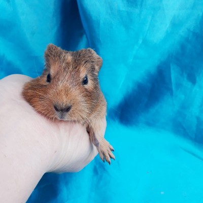 019-1211-Guinea-Pig-Dutch-Hollanda-Safkan-Ginepig-Erkek Sahiplendirildi İstanbul 019-1211-Guinea-Pig-Dutch-Hollanda-Safkan-Ginepig-Erkek Sahiplendirildi İstanbul