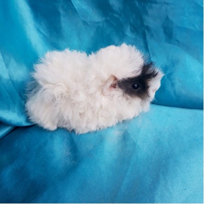 019-1247 Ginepig Kıvırcık Guinea Pig Dişi Sahiplendiril Mersin 019-1247 Ginepig Kıvırcık Guinea Pig Dişi Sahiplendiril Mersin