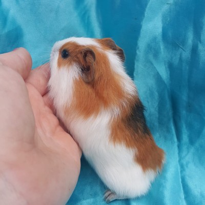 020-1217-Guinea-Pig-Dutch-Hollanda-Safkan-Ginepig-Erkek Rezerve Ankara 020-1217-Guinea-Pig-Dutch-Hollanda-Safkan-Ginepig-Erkek Rezerve Ankara