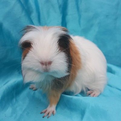 020-1219 Ginepig Coronet Guinea Pig Erkek Sahiplendirildi Ankara 020-1219 Ginepig Coronet Guinea Pig Erkek Sahiplendirildi Ankara